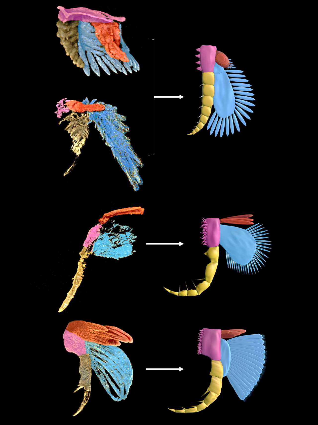 云南大学古生物研究院科研人员利用显微CT研究发现早寒武世澄江生物群节肢动物腿肢的新结构